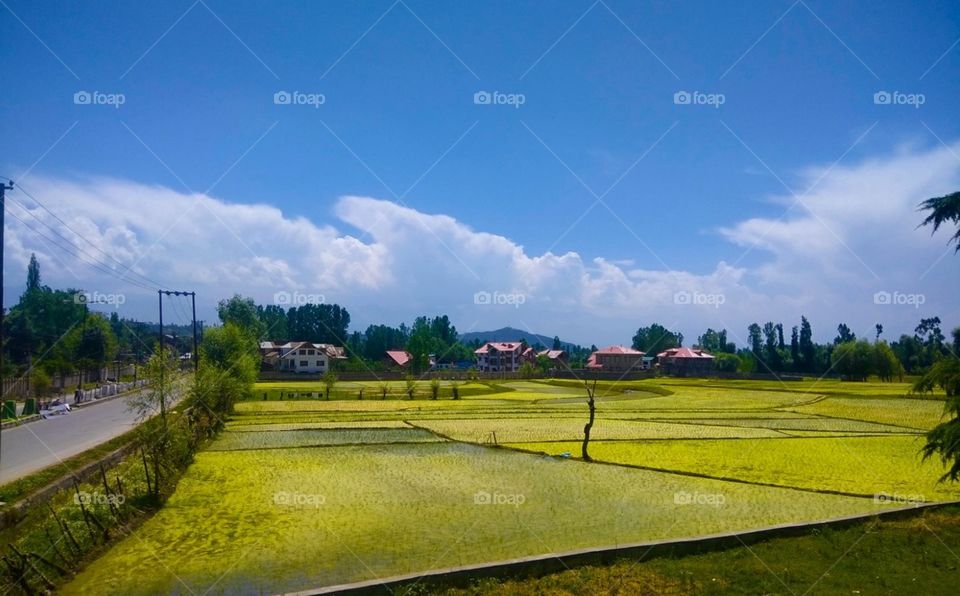 Rice cultivation in Kashmir. . .