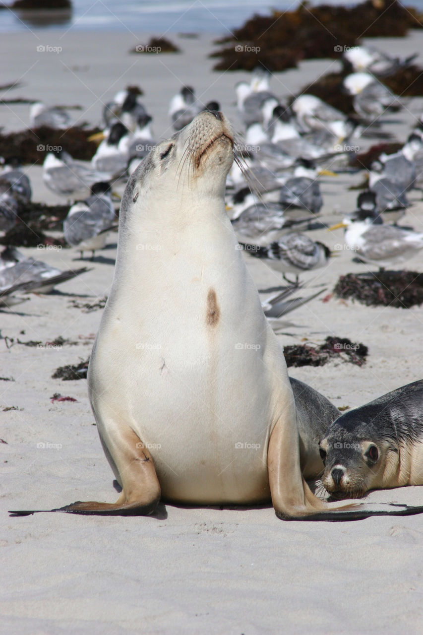 Close-up of penguin on sand at beach