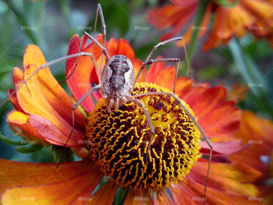 Spider on a flower