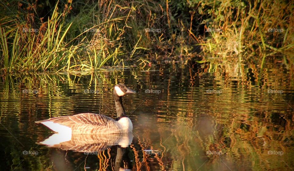 A Canadian Goose basking in the sunshine in New England while getting ready to head south for the winter.