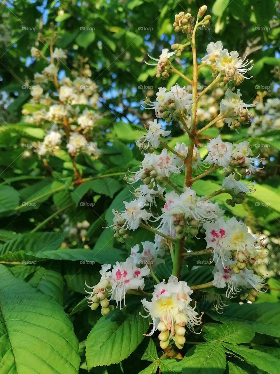 Blooming trees, my favorite time, everything is beautiful and the air is filled with delicious aromas