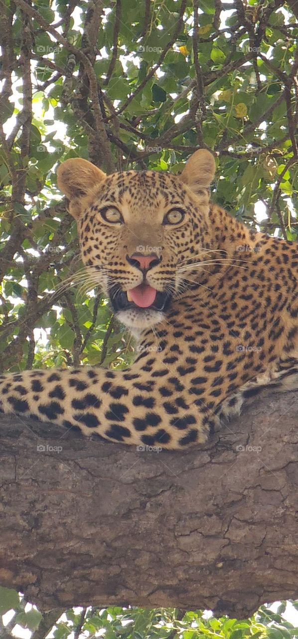 Leopard in tree close up