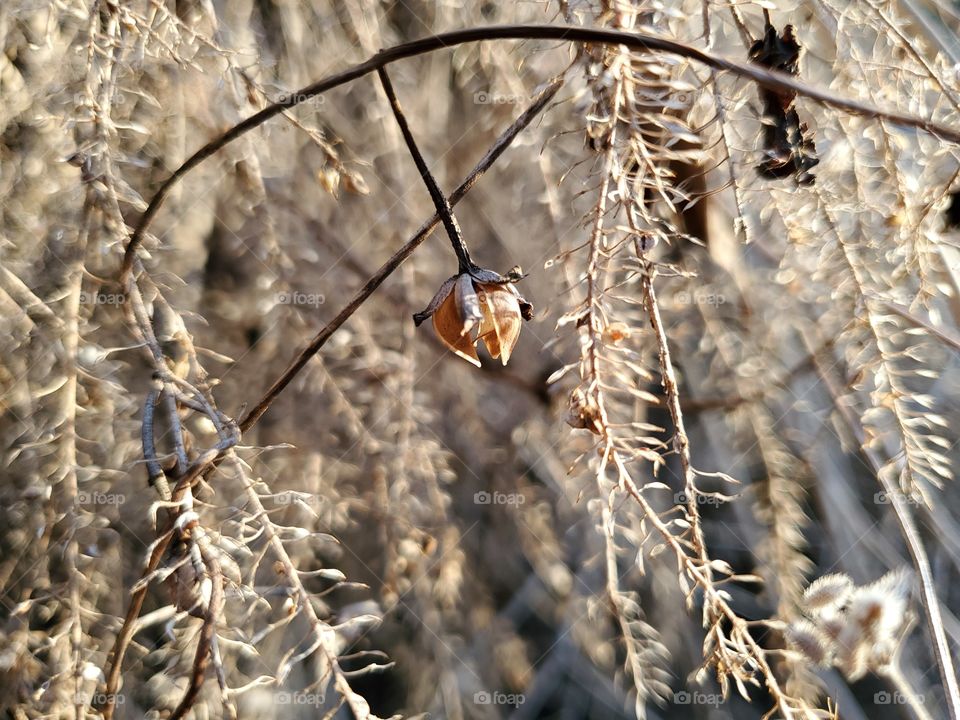 Dry flower seed pod in a field of dry flora and fauna