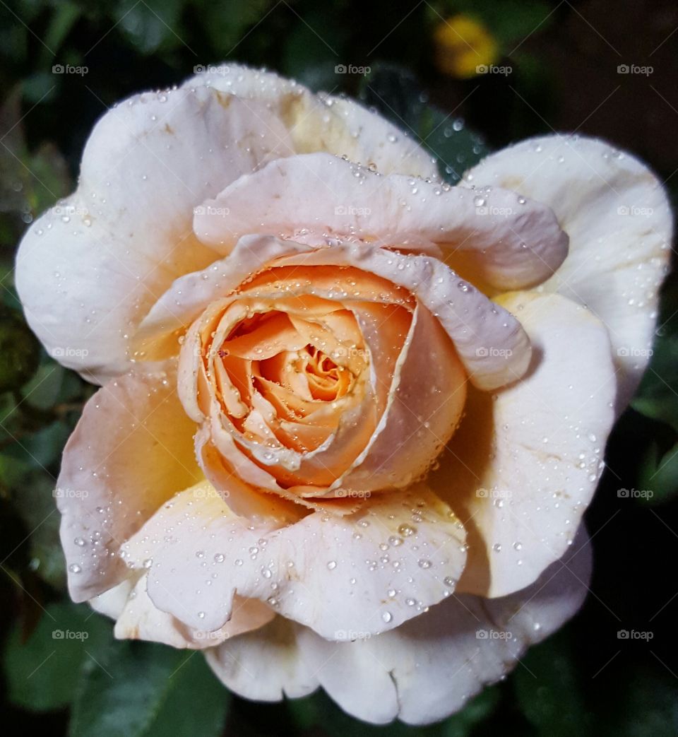 Fresh Rose Flower