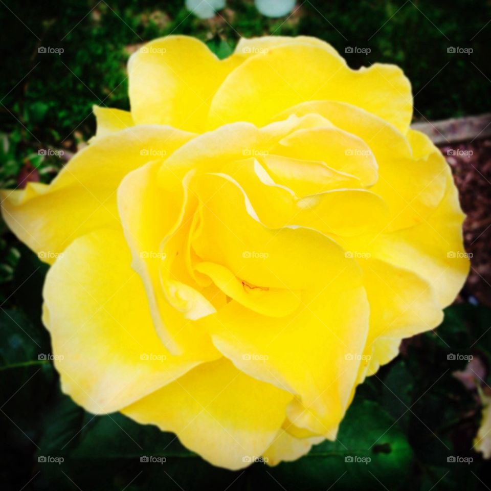 Yellow rose 