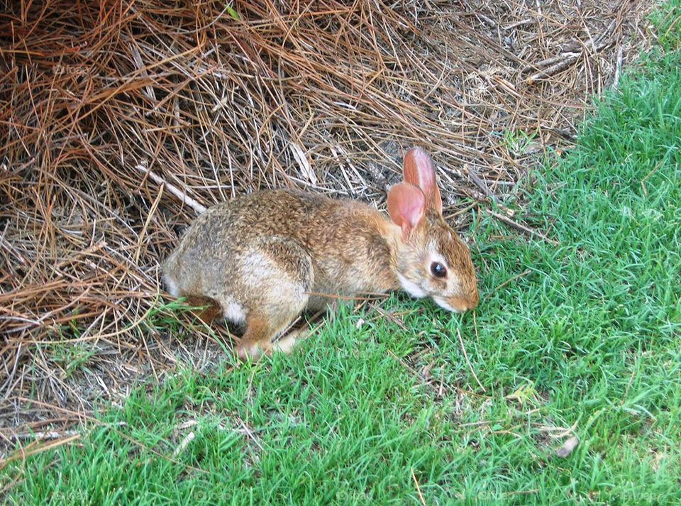mammals cute animals rabbit by litlit