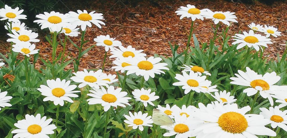 summer beauty. butterfly hiding on camomile