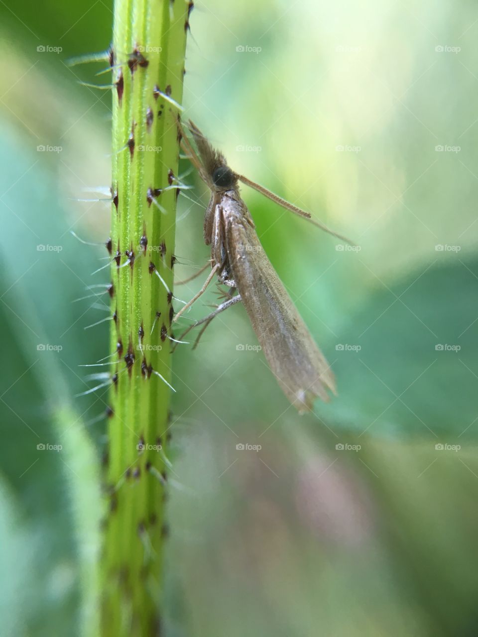 Tiny butterfly on grass