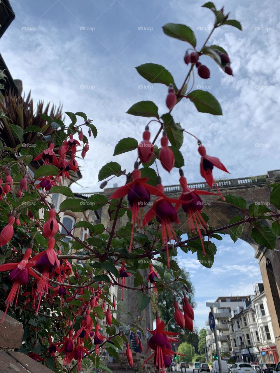 London Road Viaduct🌺