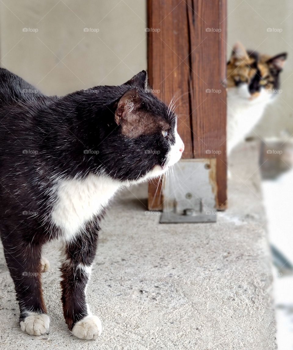 Cats hide and seek game playing