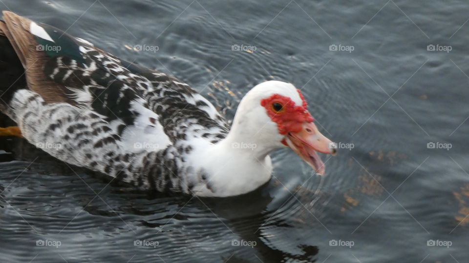 muscovy duck in Middle River