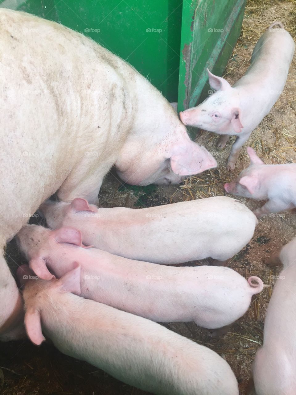 Sow and her piglets