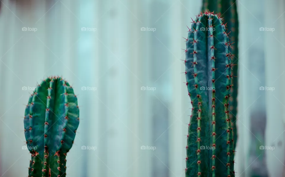 Cactus