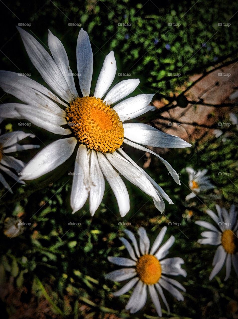 Daisy delight