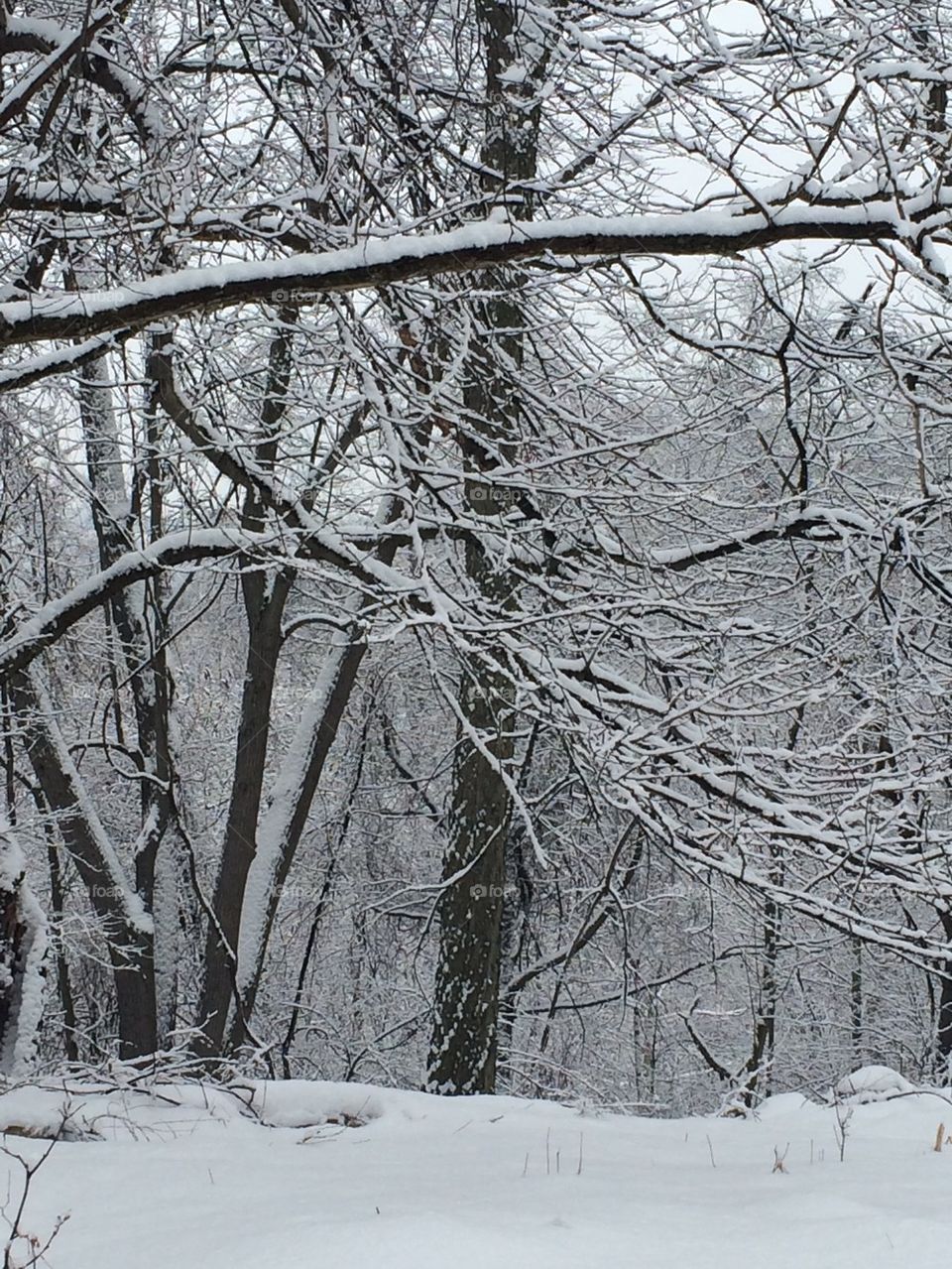 Snowy trees