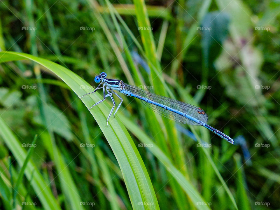 Dragonfly