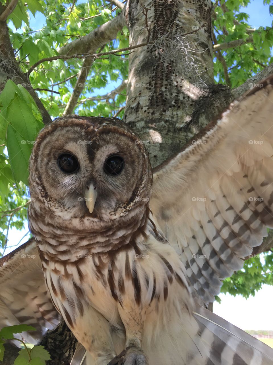 Close-up of a barred owl