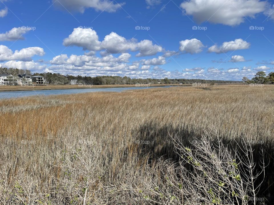 Marsh Grass