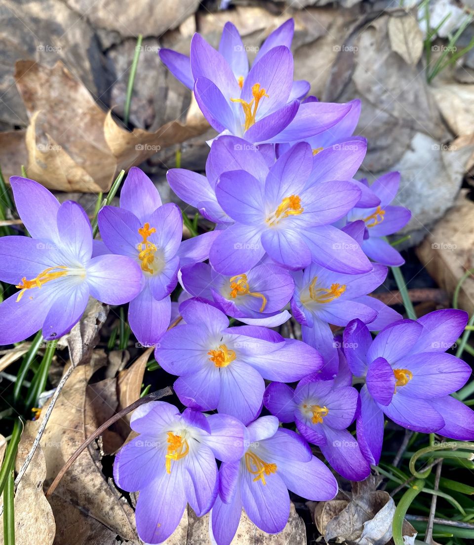 Beautiful purple spring flowers