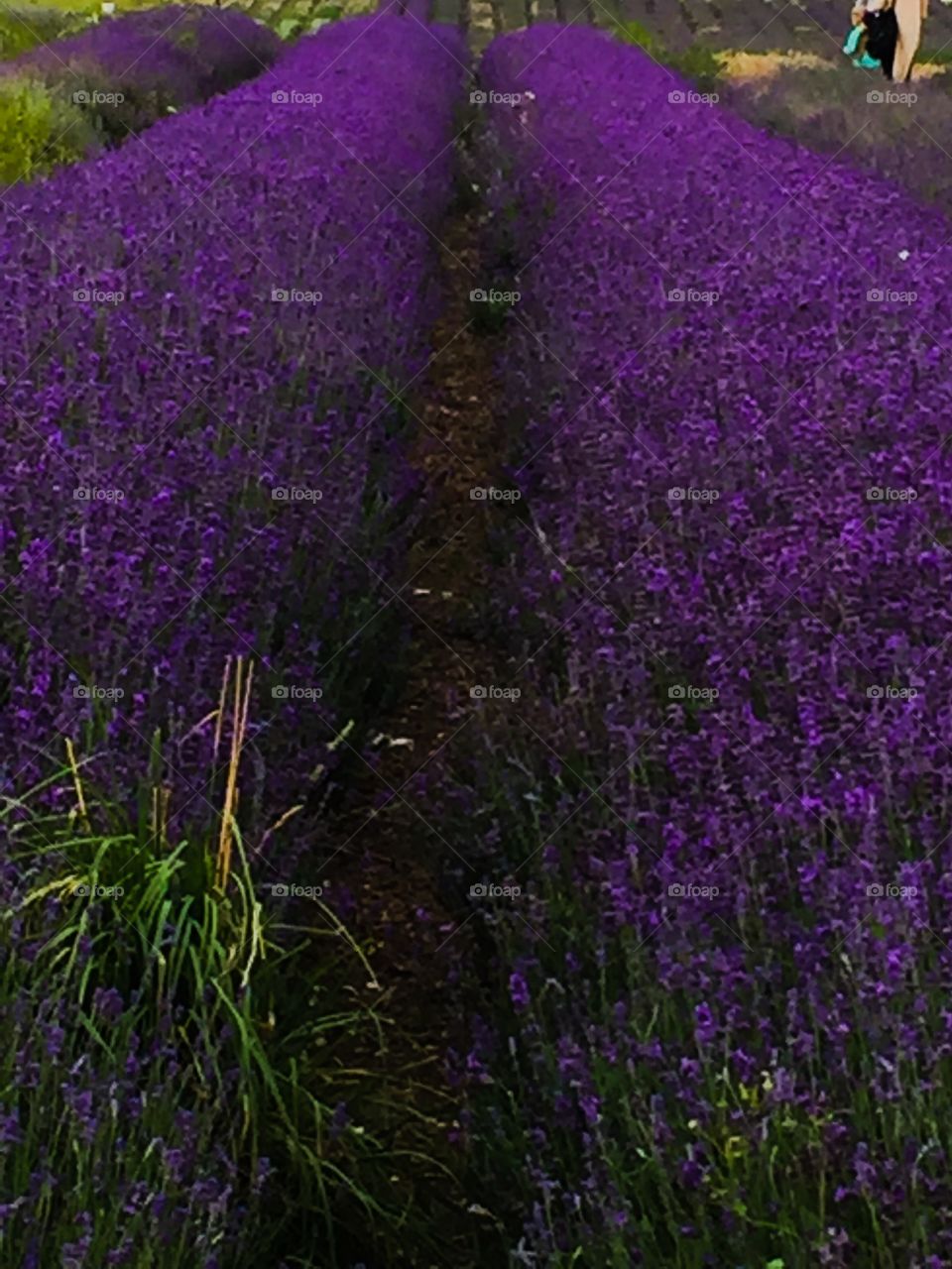 Lavender Fields