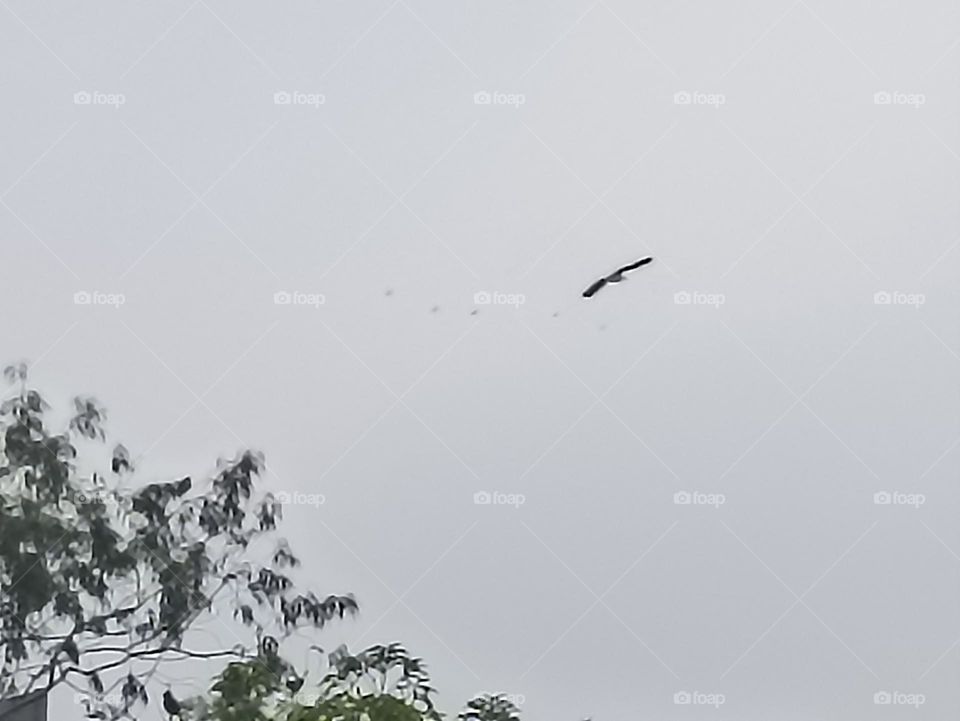 an eagle flies very high and finds its food from level