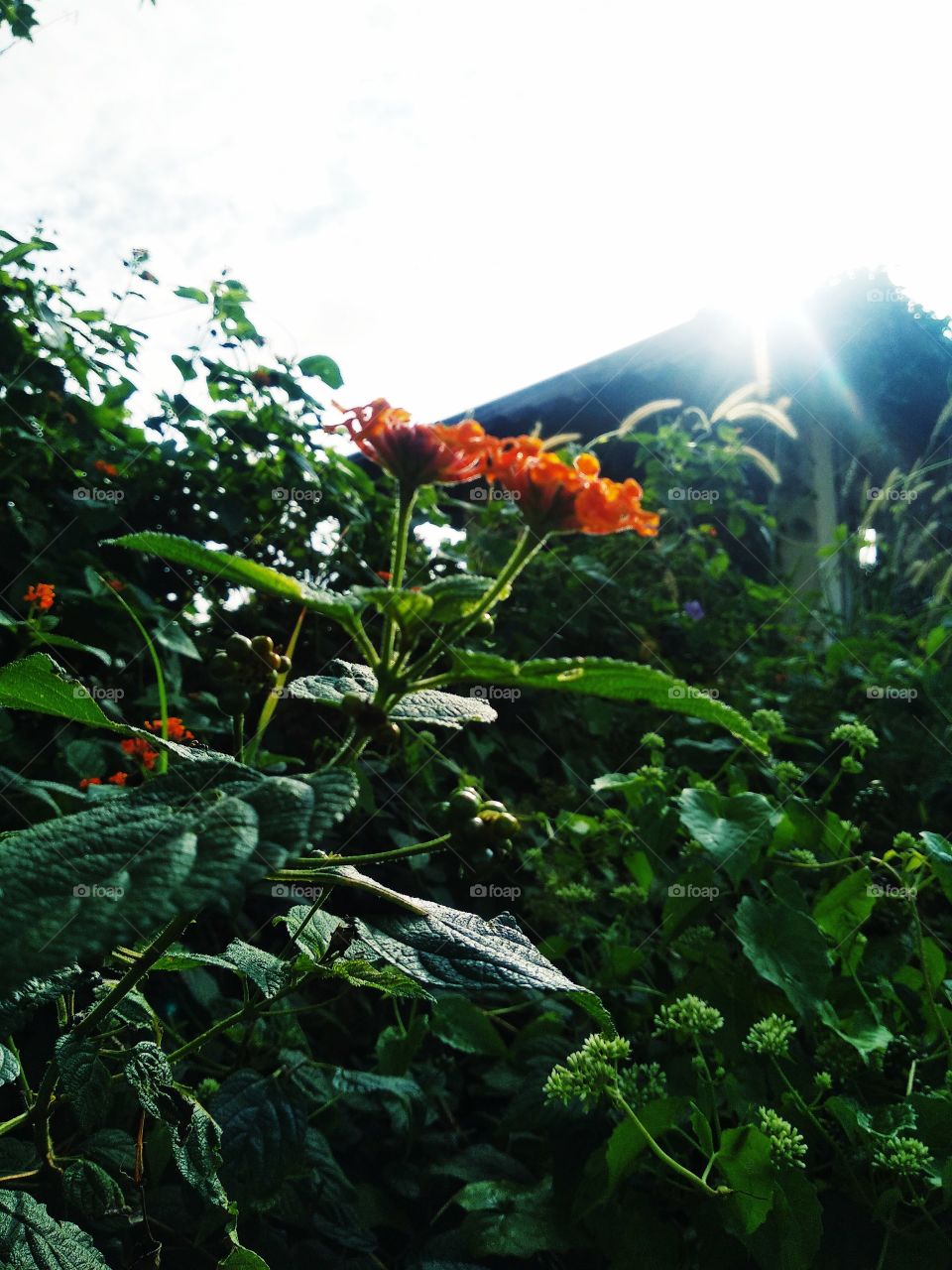 flower head and light in the morning..and just looking so beautiful