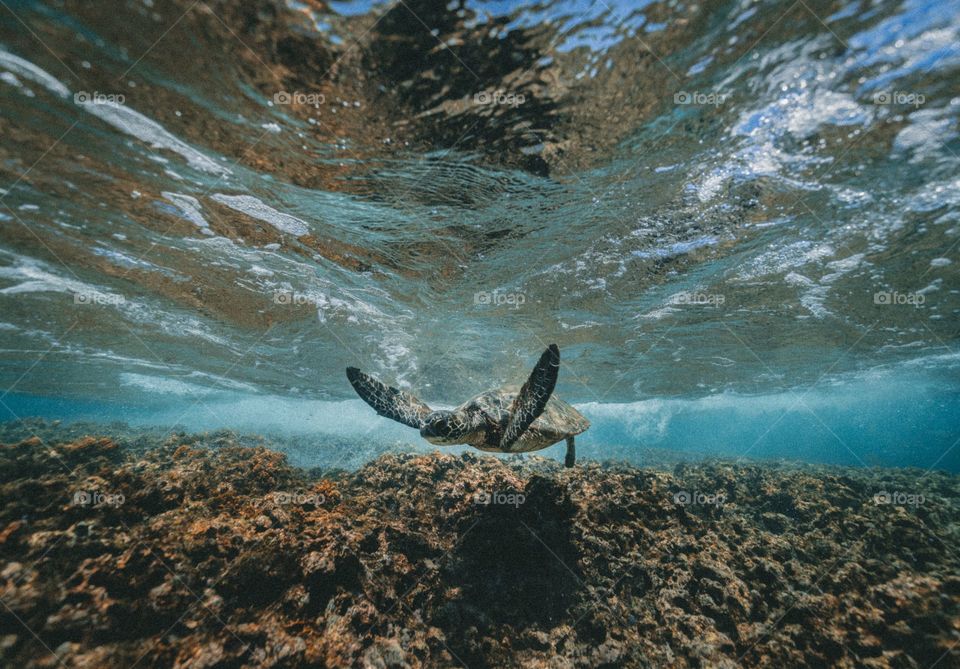 Underwater sea turtle