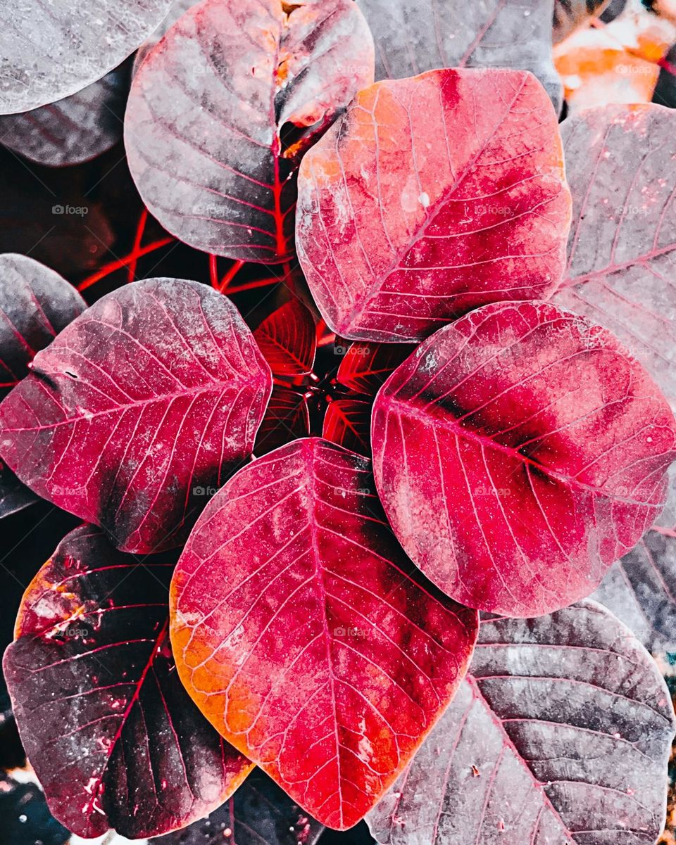 Red- anti snake plant 