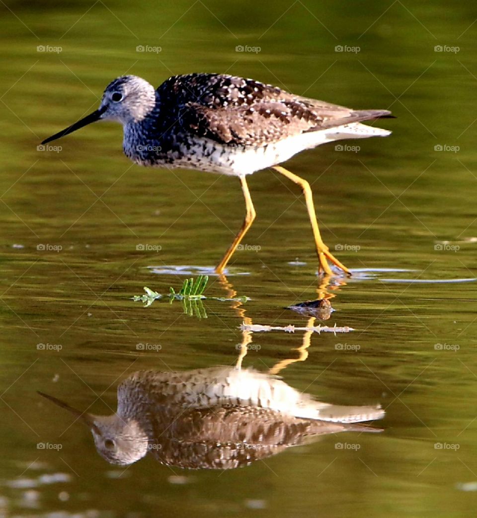 Yellowlegs Shorebird in Early Morning