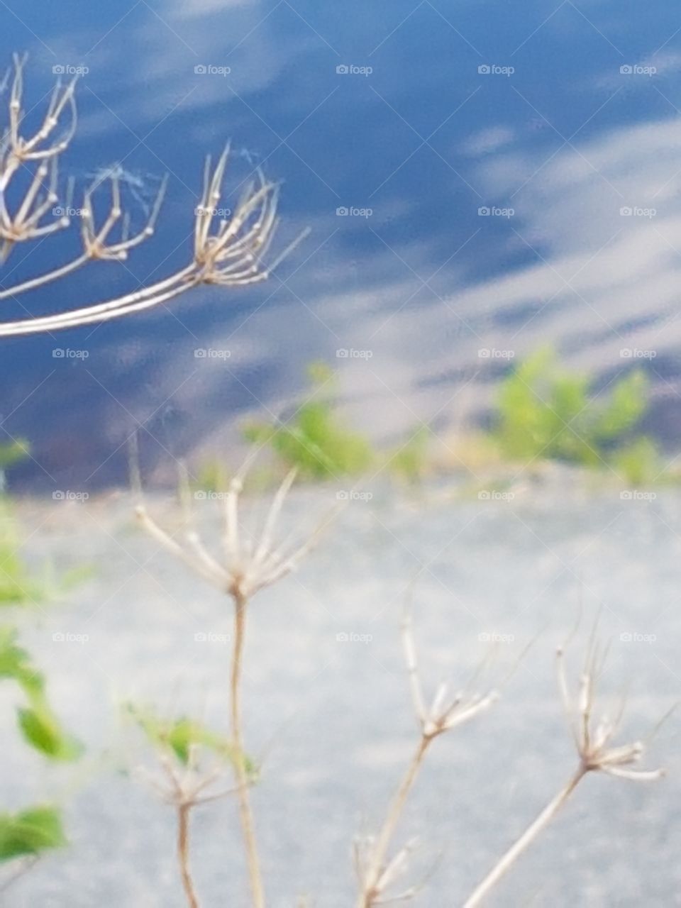 En växt som blommar sent