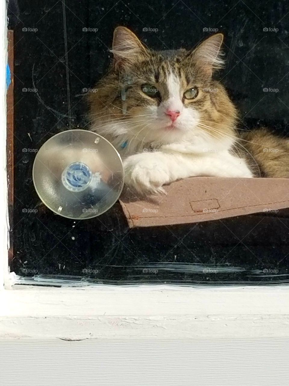 window kitty