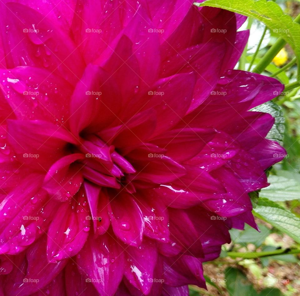 Pink Dahlia