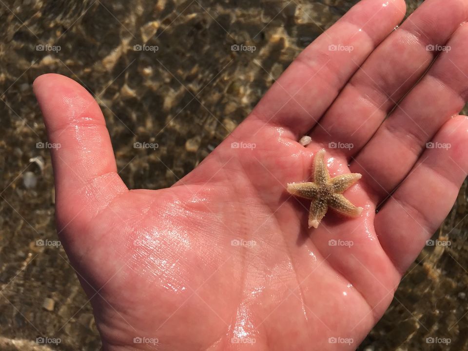 Starfish