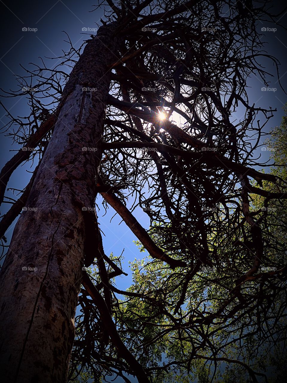 Dead tree and the sun