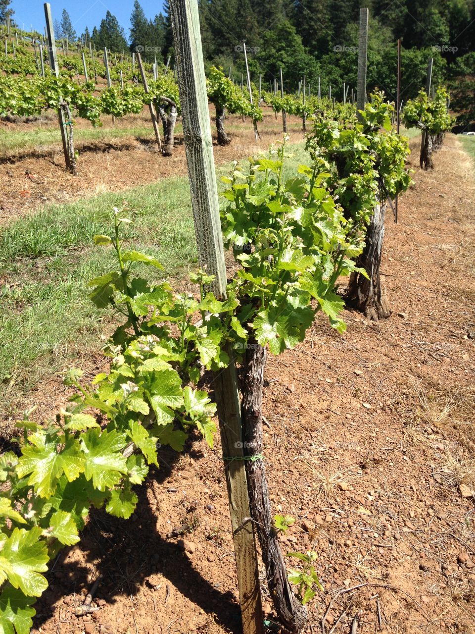 Grapevines