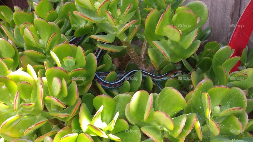 Jaded Surpent. Gardner snake just chillin' in the jade plant. Completely unphased by my presence. Live with nature. Appreciate life.