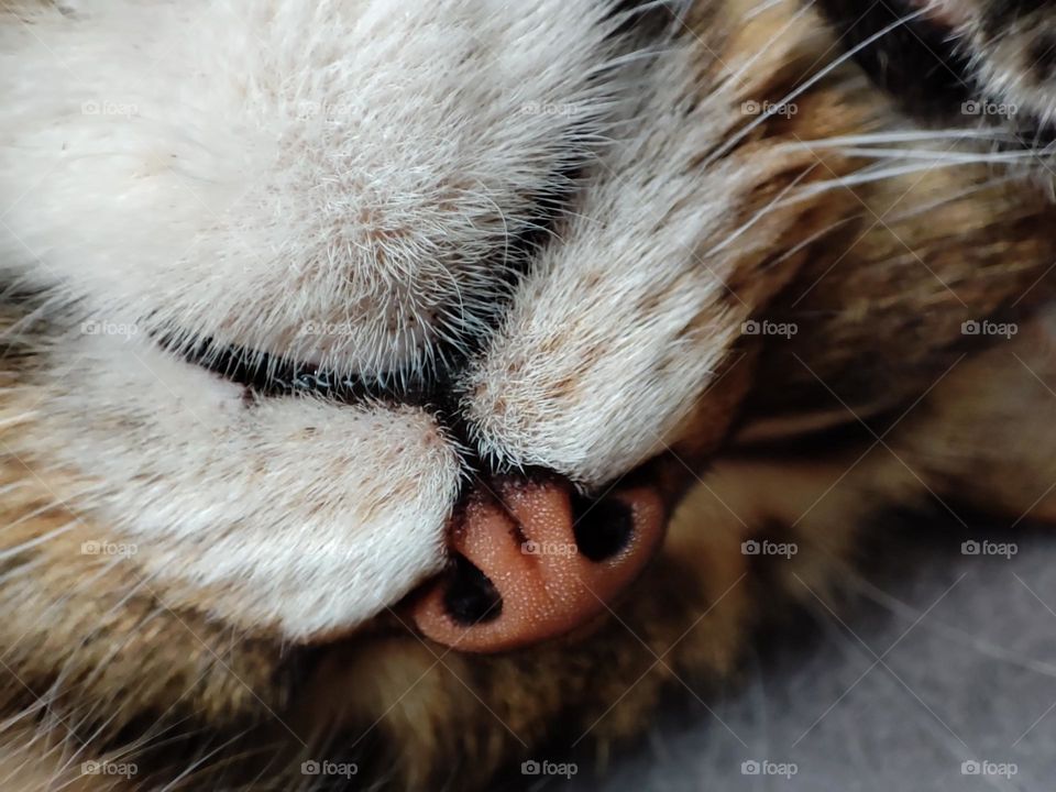 A beautiful close-up photo of a sleeping cat with a cute face, nose, eyes and whiskers