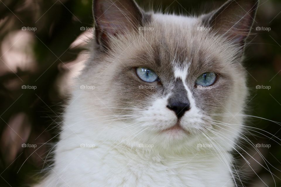 Soft downy ragdoll tabby cat facing camera headshot 