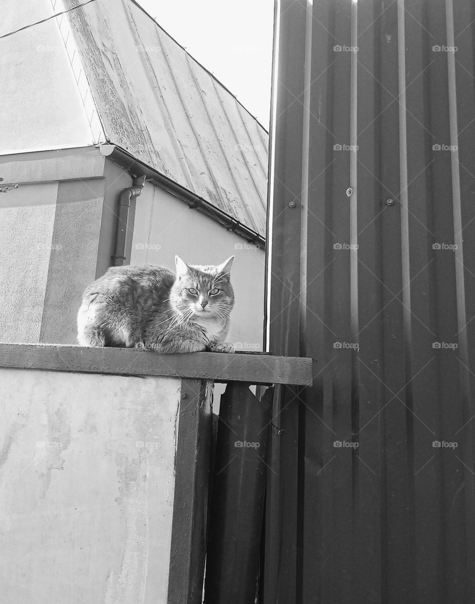 A cute cat is basking in the sun, looking at people passing by😸 Carefree life 📷✨😻