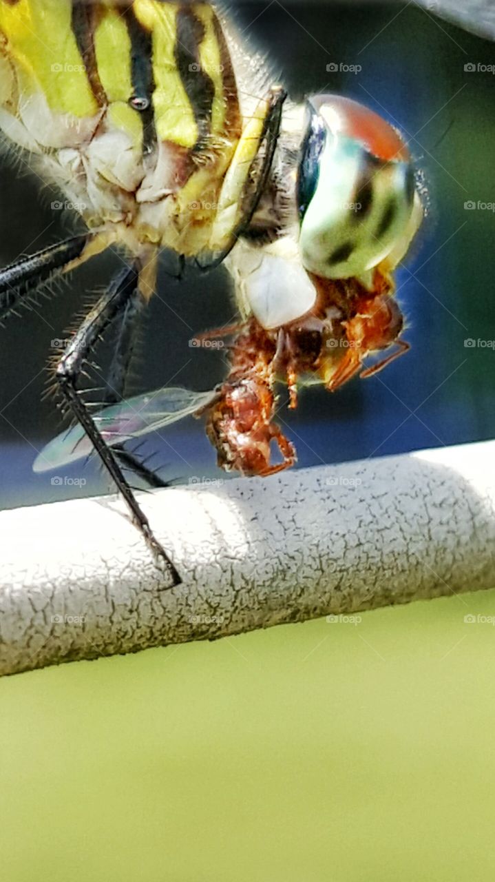 dragonfly perched on stem eating fly