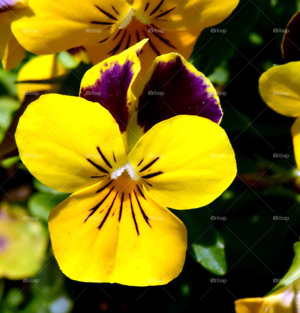 Close-up of yellow pansy flower