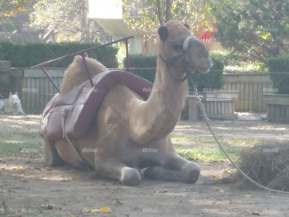 Camel Relaxing. A day at the Renaissance Festival