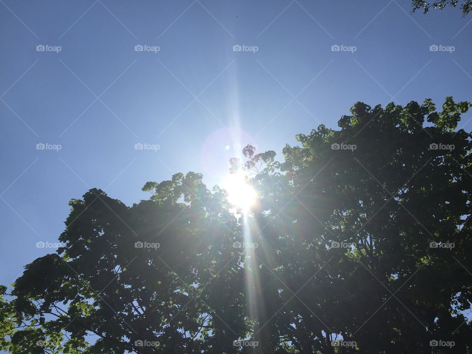 Tree with green leaves allowing the sun to shine through branches in front of a clear blue sky.