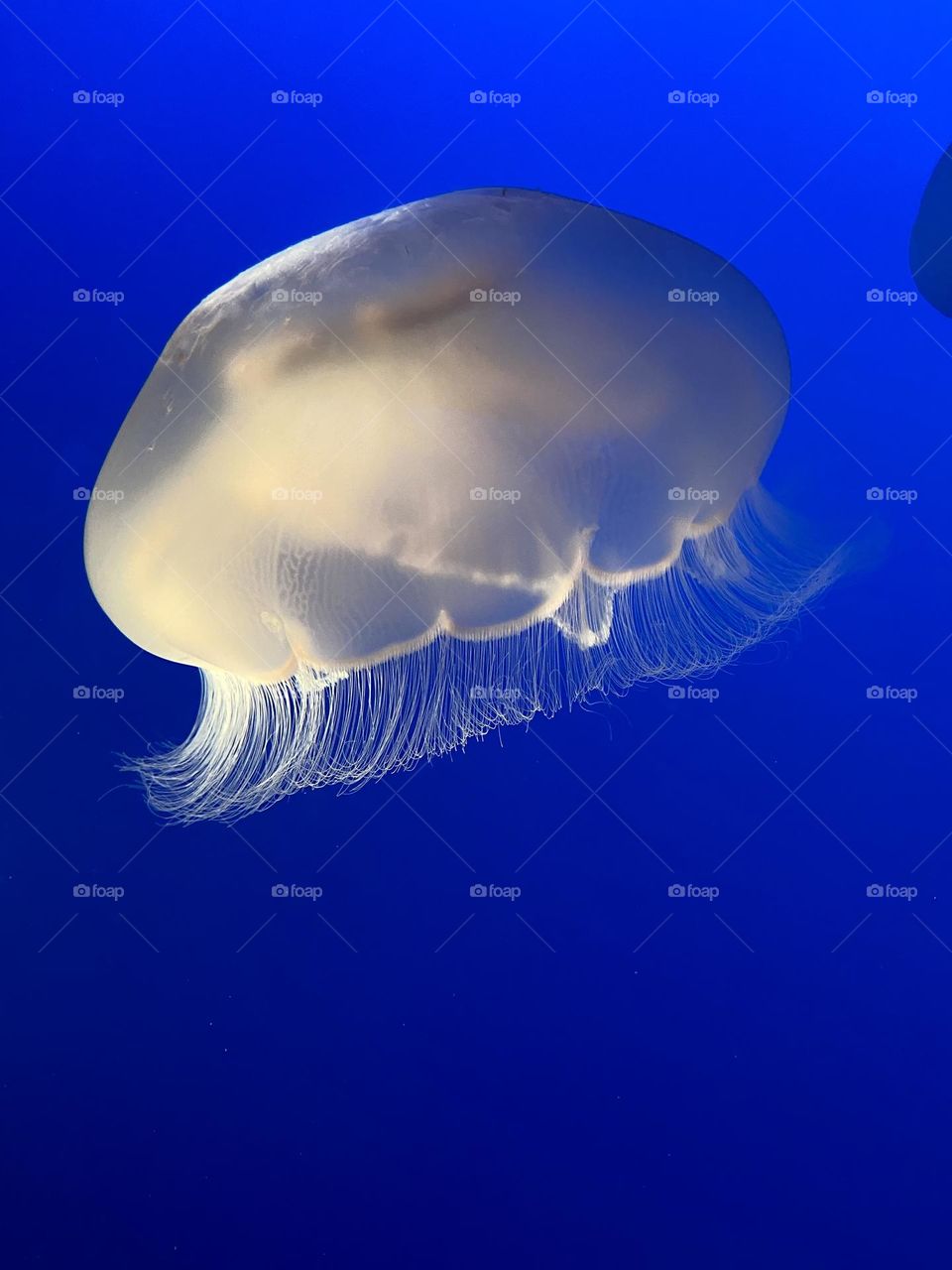 Beautiful huge jellyfish