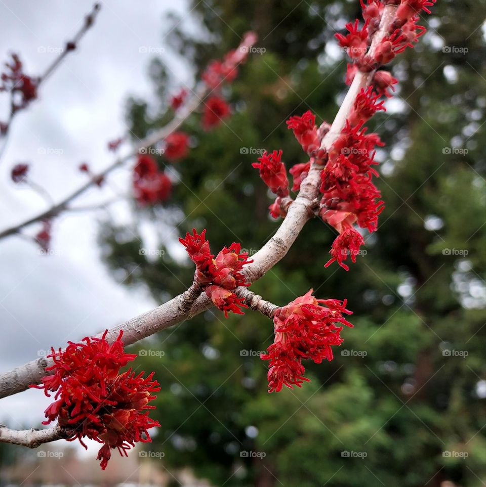 spring time is in the air, red tree flowers are in bloom