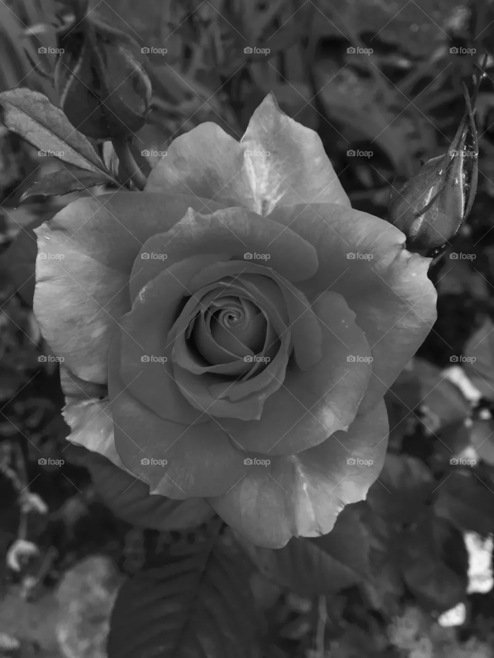 La Rose