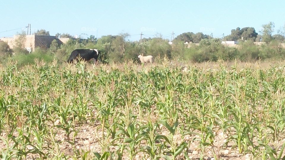 A cow and sheep.