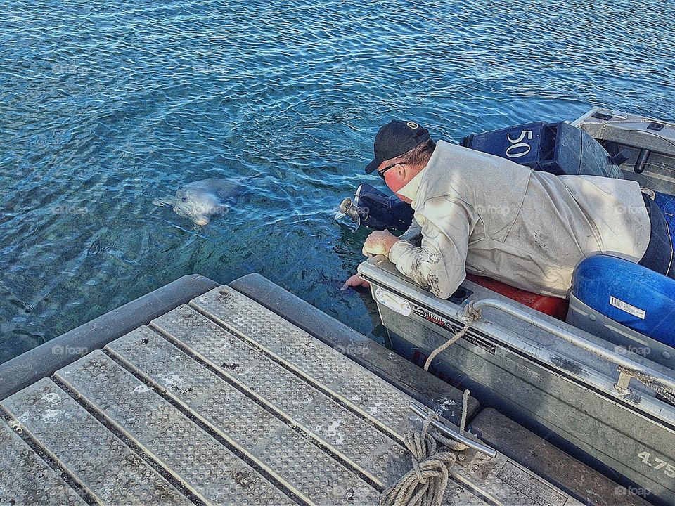 Fisherman feeding Dolphins leftover squid. Fisherman feeding Dolphins leftover squid