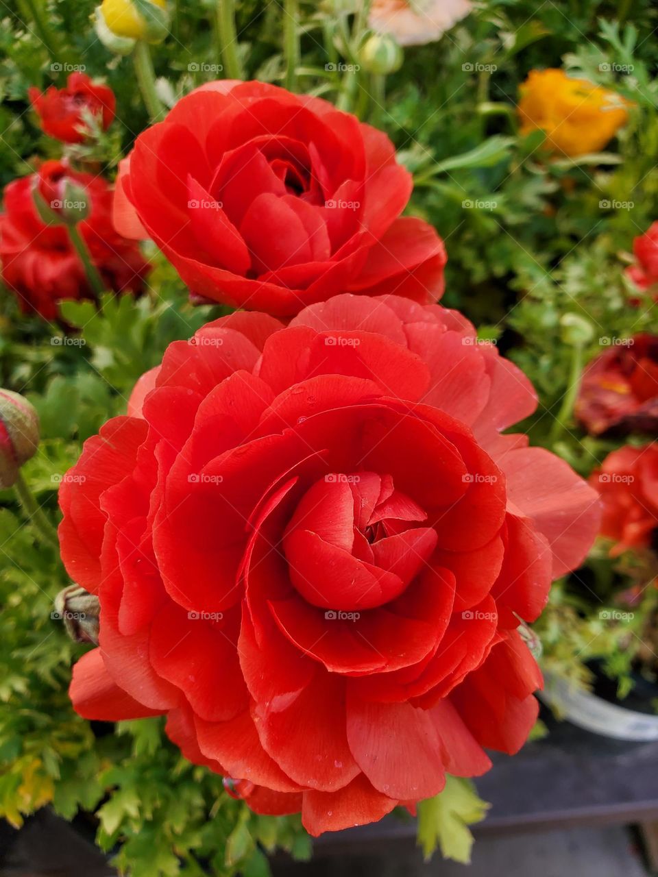The Beauty of a Red Rose