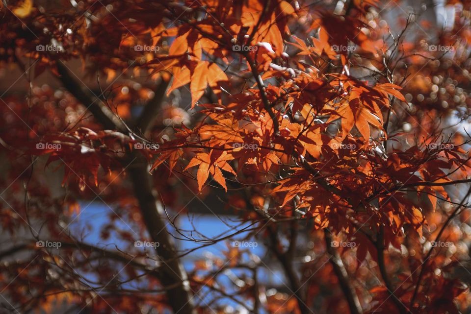 Yellow maple leaves in the sun.  autumn background